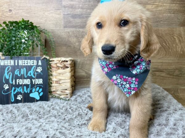 Golden Retriever DOG Female Golden 8249 Petland Athens, OH