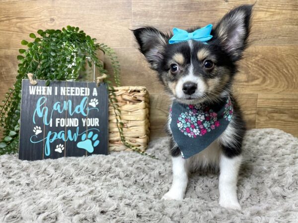 Miniature Australian Shepherd-DOG-Female-Black-8250-Petland Athens, OH