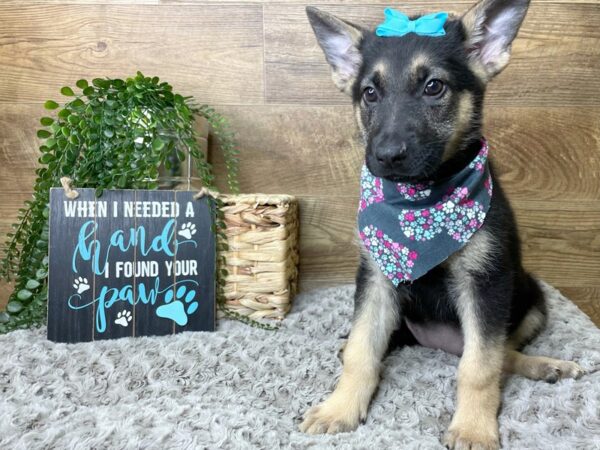 German Shepherd Dog DOG Female Black / Tan 8251 Petland Athens, OH