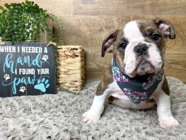 Bulldog-DOG-Female-Red Brindle-8252-Petland Athens, OH