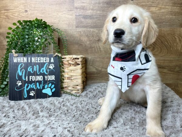 Golden Retriever-DOG-Male-Golden-8253-Petland Athens, OH