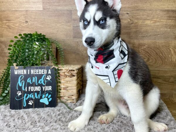 Siberian Husky DOG Male Black / White 8254 Petland Athens, OH