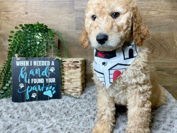 Goldendoodle-DOG-Male-Red-8255-Petland Athens, OH