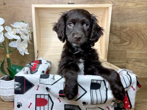 Cock A Poo DOG Male Chocolate 8262 Petland Athens, OH