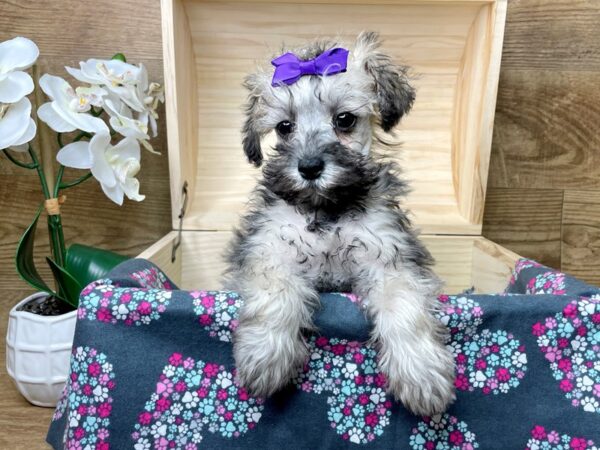 Poodle/Miniature Schnauzer DOG Female Salt / Pepper 8261 Petland Athens, OH