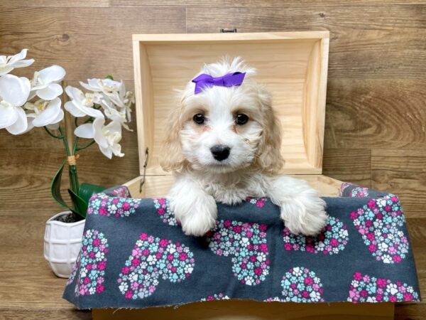 Cavachon-DOG-Female-Apricot-8260-Petland Athens, OH