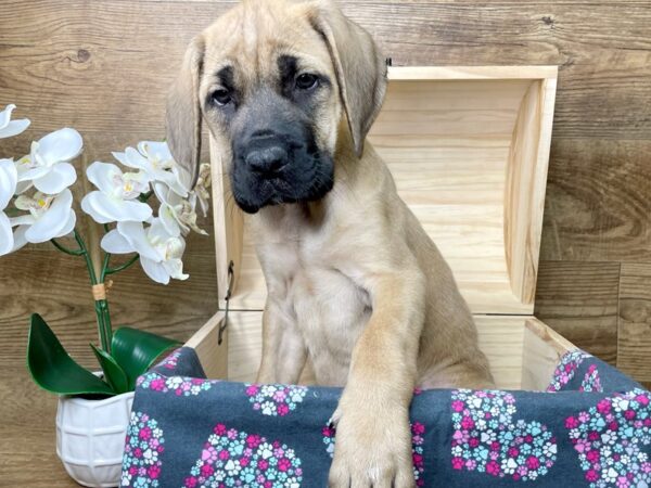 Mastiff DOG Female Fawn 8259 Petland Athens, OH