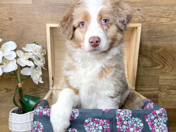 Australian Shepherd DOG Female Red Merle 8257 Petland Athens, OH