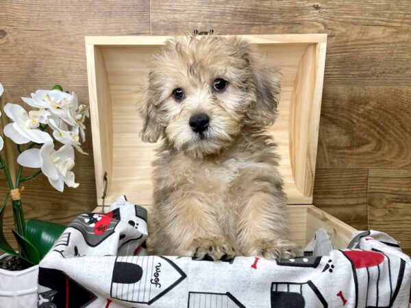 Shorkie-DOG-Male-Golden-8256-Petland Athens, OH