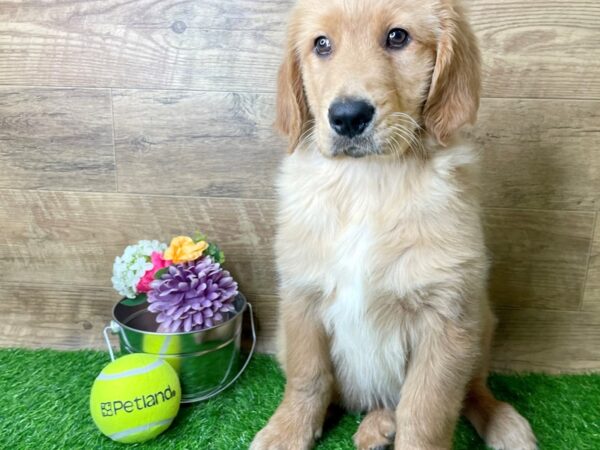 Golden Retriever DOG Male Golden 8269 Petland Athens, OH