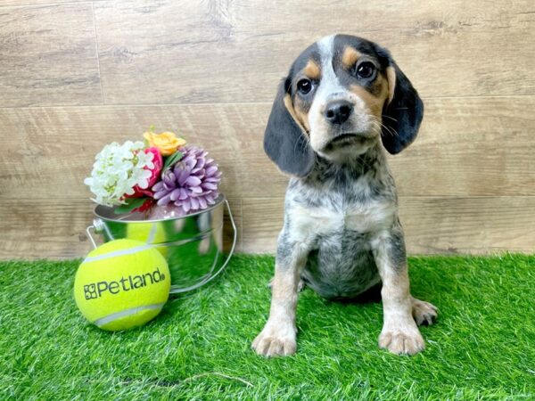 Beagle DOG Female Black / Tan 8268 Petland Athens, OH