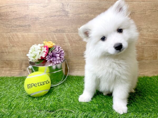 American Eskimo Dog-DOG-Male-White-8267-Petland Athens, OH