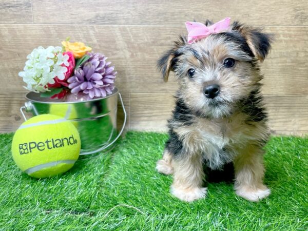 Morkie DOG Female Black / Tan 8265 Petland Athens, OH