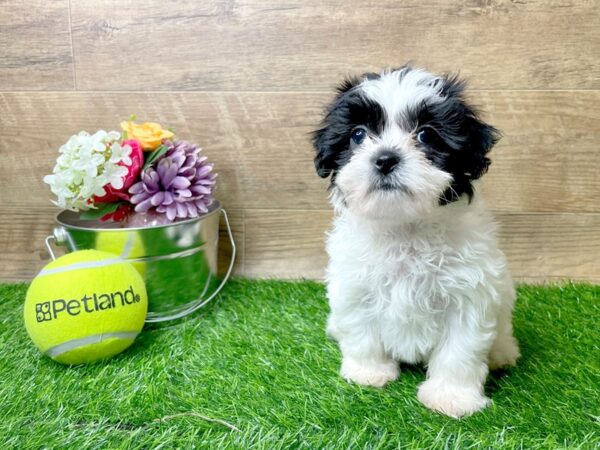 Teddy Bear-DOG-Male-Black / White-8264-Petland Athens, OH