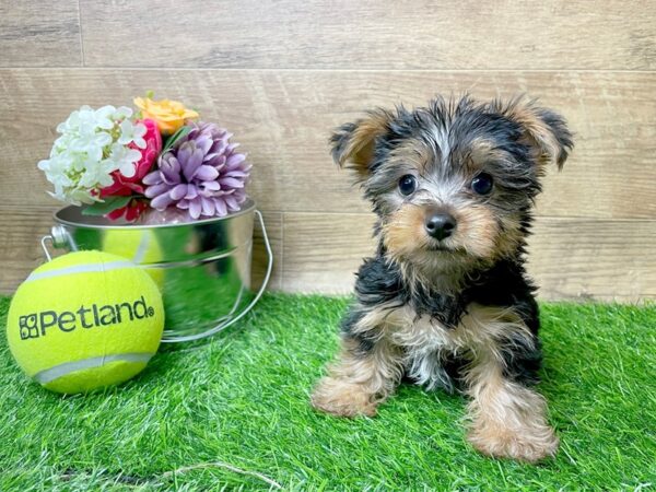 Yorkshire Terrier DOG Male Black / Tan 8263 Petland Athens, OH