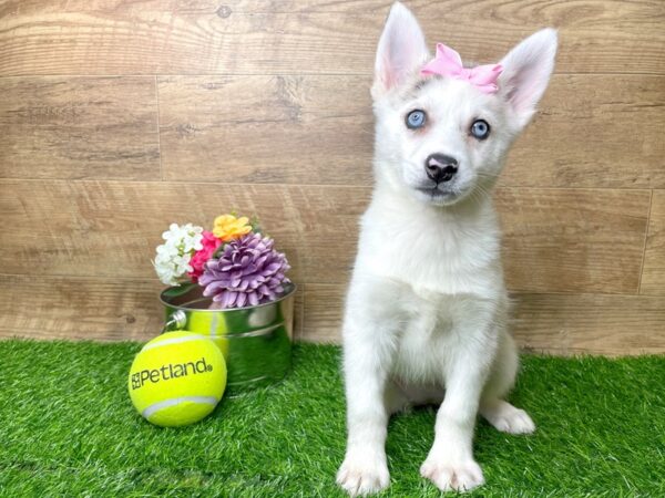 Pomsky-DOG-Female-Blue Merle-8266-Petland Athens, OH