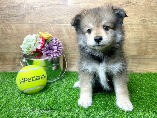 Pomeranian DOG Male Red Sable 8270 Petland Athens, OH