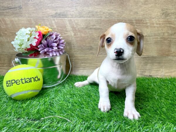 Chiweenie DOG Male Red 8271 Petland Athens, OH