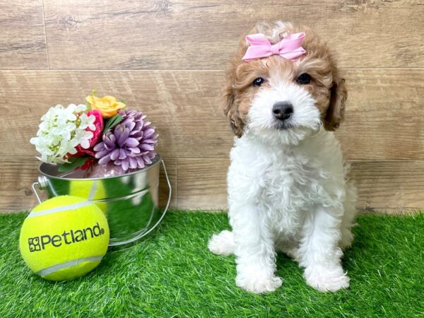 Lhasapoo DOG Female Red 8272 Petland Athens, OH