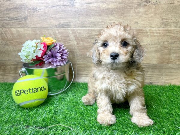 Miniature Poodle DOG Male red 8273 Petland Athens, OH