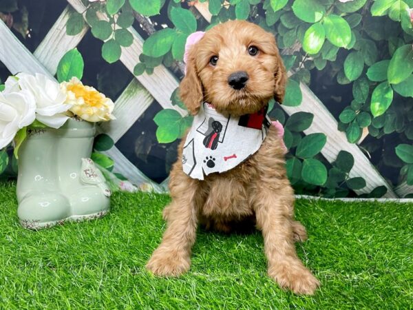 F1B Mini Goldendoodle-DOG-Male-Red-8281-Petland Athens, OH