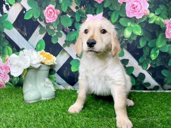 Golden Retriever-DOG-Female-Cream-8280-Petland Athens, OH