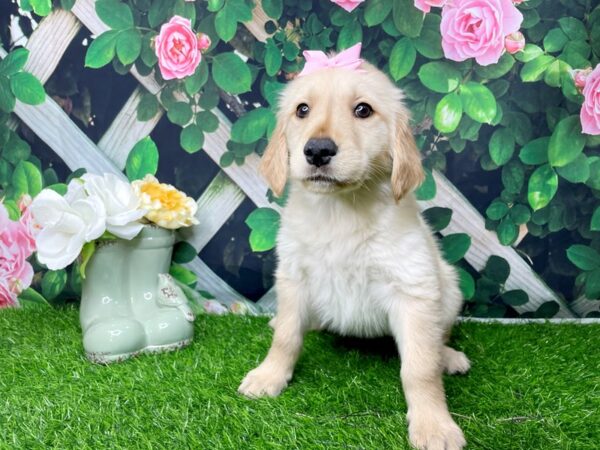 Golden Retriever DOG Female Cream 8280 Petland Athens, OH