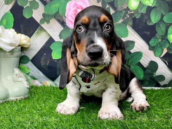 Basset Hound DOG Male Black White / Tan 8276 Petland Athens, OH