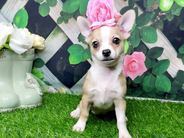 Chihuahua DOG Female Fawn / White 8274 Petland Athens, OH