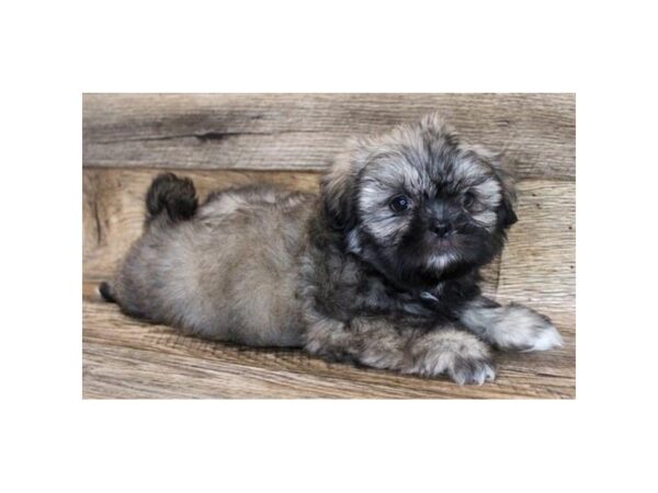 Shih Tzu DOG Female Gold 8294 Petland Athens, OH