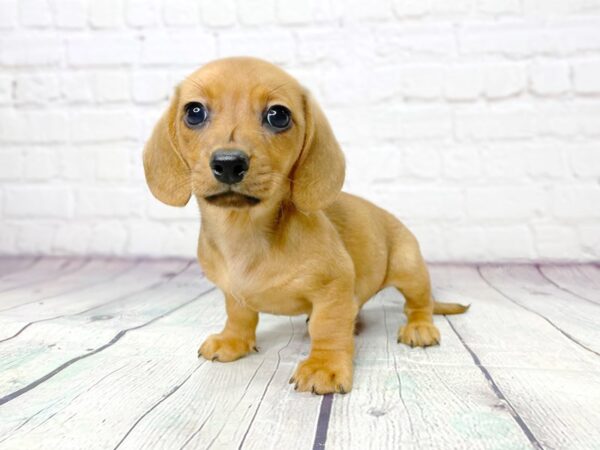 Dachshund DOG Female Red 8326 Petland Athens, OH