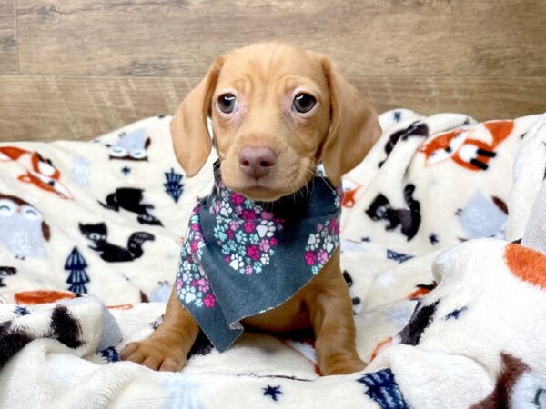 Dachshund DOG Female Red 8287 Petland Athens, OH