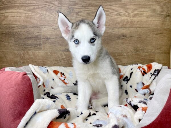 Siberian Husky DOG Female Agouti / White 8295 Petland Athens, OH