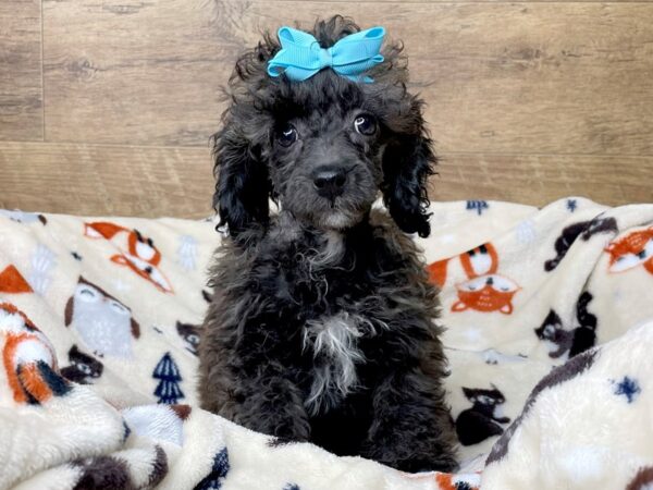 Poodle DOG Female Silver Beige 8293 Petland Athens, OH