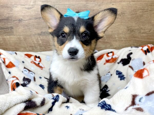 Pembroke Welsh Corgi DOG Female Black Tan / White 8292 Petland Athens, OH