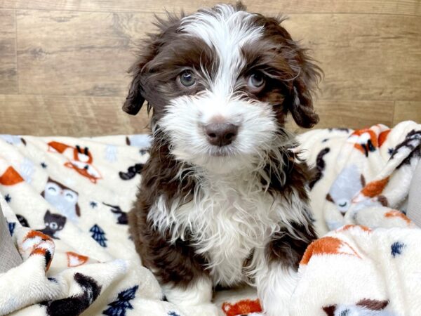 Aussiedoodle Mini-DOG-Female-Red-8290-Petland Athens, OH