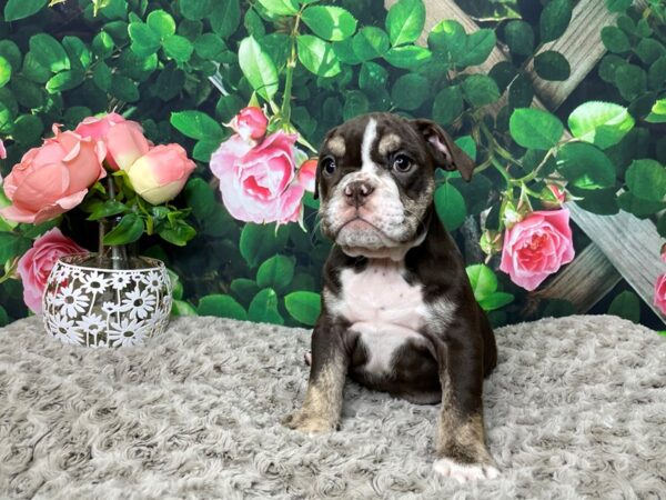 Bulldog-DOG-Female-Chocolate White Tan-8297-Petland Athens, OH