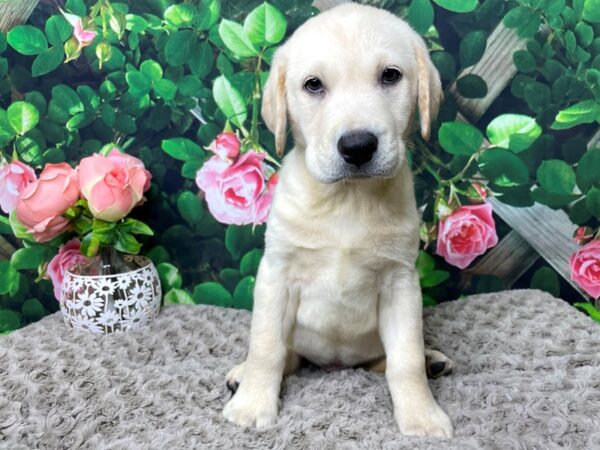 Labrador Retriever DOG Male Yellow 8298 Petland Athens, OH