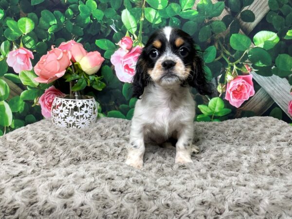 Cockalier DOG Male Black White / Tan 8299 Petland Athens, OH