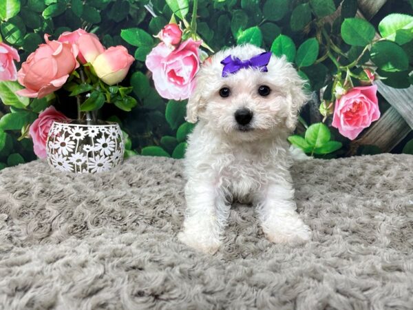 Bichon Frise DOG Female White 8300 Petland Athens, OH