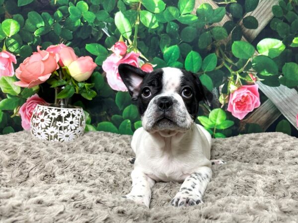 French Bulldog-DOG-Female-Black-8301-Petland Athens, OH