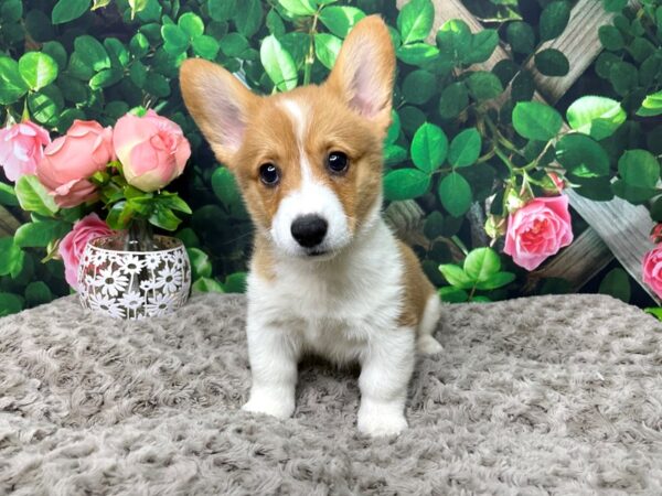 Pembroke Welsh Corgi DOG Male Sable / White 8302 Petland Athens, OH