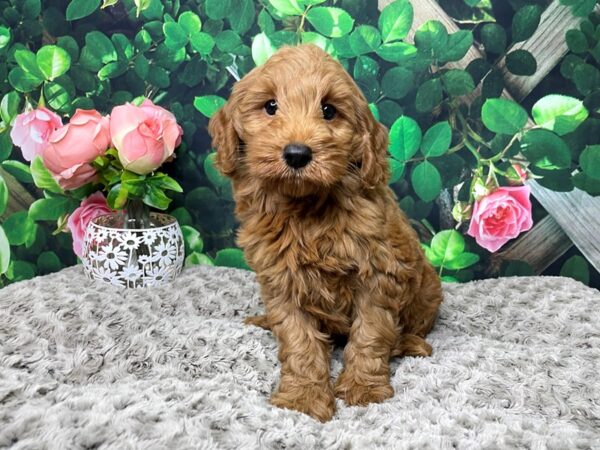 Mini Labradoodle-DOG-Male-Red-8303-Petland Athens, OH