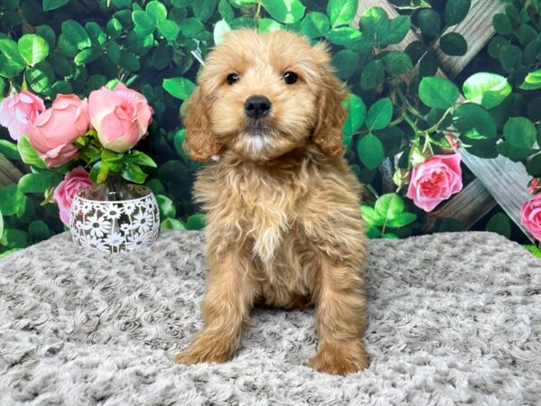 Goldendoodle Mini DOG Male Red 8304 Petland Athens, OH