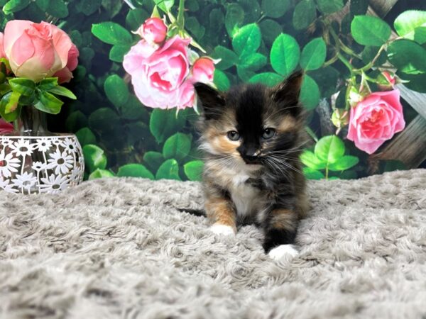 American Shorthair CAT Female Calico 8305 Petland Athens, OH