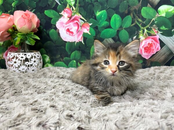 American Shorthair CAT Female Calico 8306 Petland Athens, OH