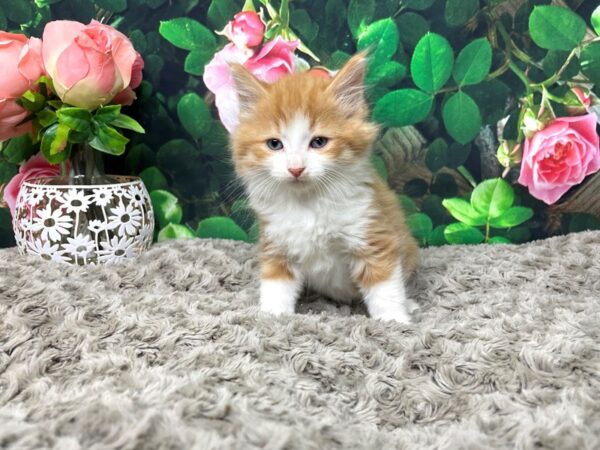 American Shorthair-CAT-Male-Orange & white-8307-Petland Athens, OH