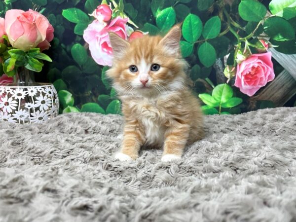 American Shorthair CAT Male Orange & white 8308 Petland Athens, OH