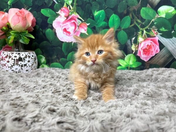 American Shorthair CAT Male Orange & white 8309 Petland Athens, OH