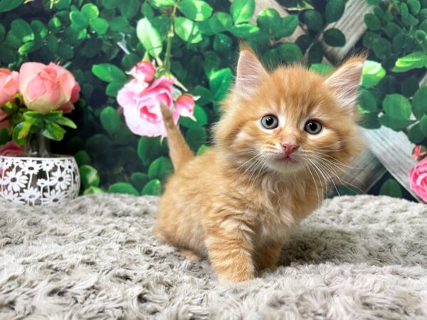 American Shorthair CAT Male Orange 8310 Petland Athens, OH